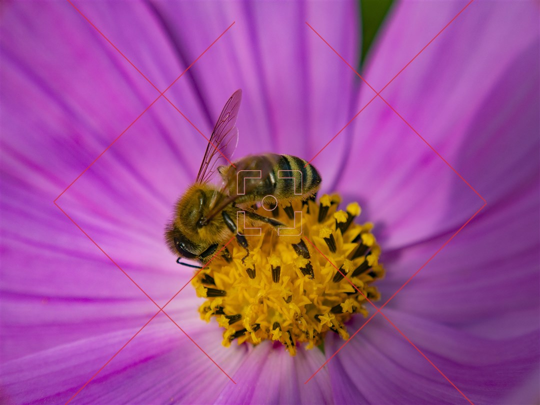 گل و زنبور عسل