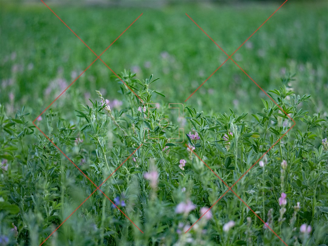 یونجه‌زاری سر راه